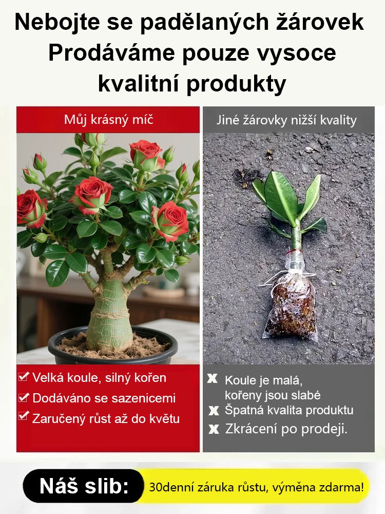 【Zalévání pro 100 let života】Pouštní růže cibulová rostlina